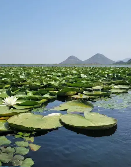 The Allover-The-Lake Tour